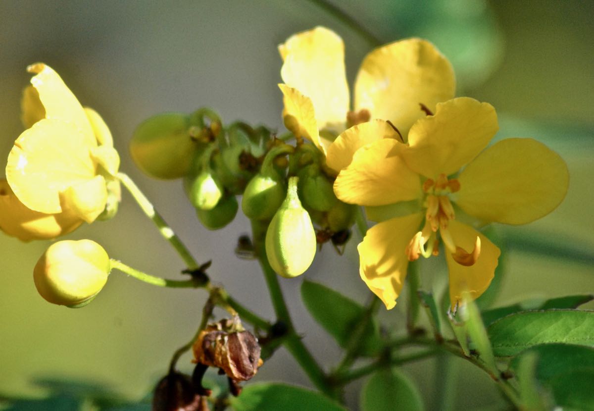 Big Pine Partridge Pea
